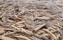 Viral Video Banjir Lereng Gunung Slamet Bawa Banyak Kayu di Kawasan Pantai Tegal, DLHK Jateng Masih Diteliti
