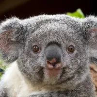 Banyak sekali spesies hewan di dunia ini. Ada yang bertubuh besar dan juga kecil, ada yang bergerak lambat dan juga cepat.