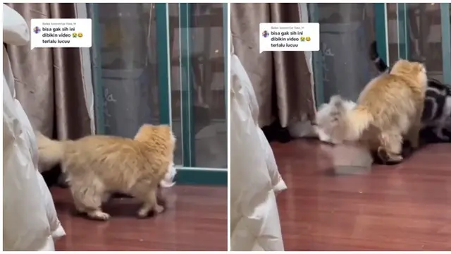 6 Potret Aksi Lucu Kucing Jantan Bertemu Si Betina, Penuh Keyakinan Meski Sulit