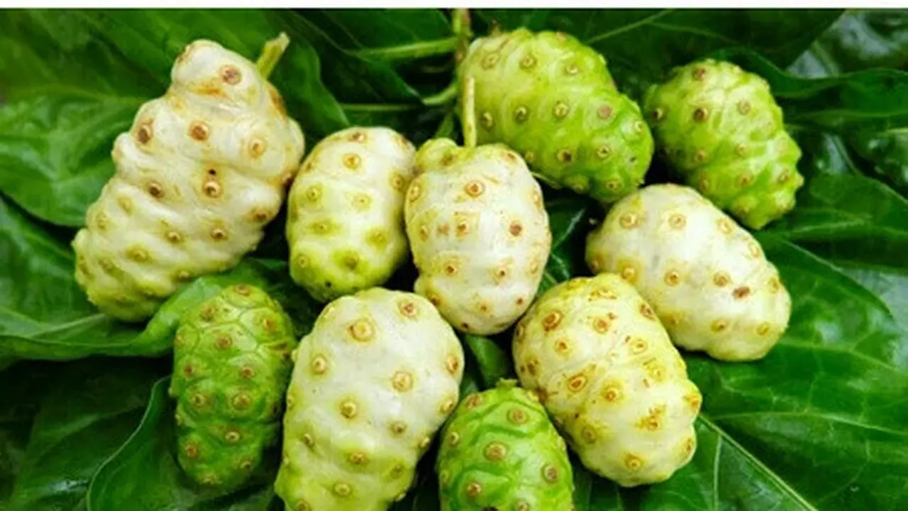 buah mengkudu