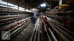 Pekerja memberi pakan di kandang ternak ayam telur di Cibeber, Cianjur, Jawa Barat, Rabu (30/11). Peternakan ayam tersebut memproduksi telur ayam mencapai satu ton telur per hari dari 20 ribu ekor ayam. (Liputan6.com/Faizal Fanani)
