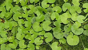 Daun Pegagan dan Kencur Hitam Berpotensi Jadi Obat Radang Saraf Mata
