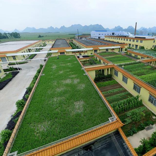 Di Negara Ini Atap Gedung Jadi Lahan Pertanian Citizen6 Liputan6 Com