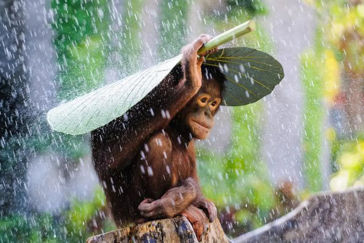 Pengadilan Argentina: Orangutan Memiliki Dasar HAM