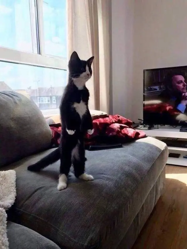 10 Potret Lucu Kucing Berdiri dengan Dua Kaki Ini Gemas Banget