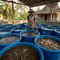 Cara Meningkatkan Bobot Ikan Lele agar Cepat Besar dan Ukuran Panen Lebih Maksimal