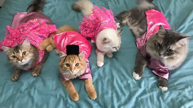 Kucing-kucing Ini Pakai Baju Tradisional Melayu Buat Rayakan Lebaran, Bikin Gemas