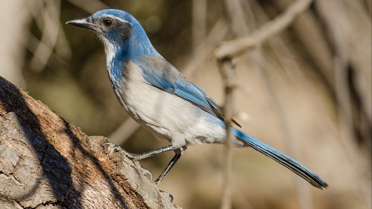 9. Burung Scrub Jay Barat Pandai Mendeteksi Pencurian Makanan<br>