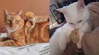 Potret Kadal Akur Bareng Kucing Ini Menggemaskan (Sumber: Bored Panda)