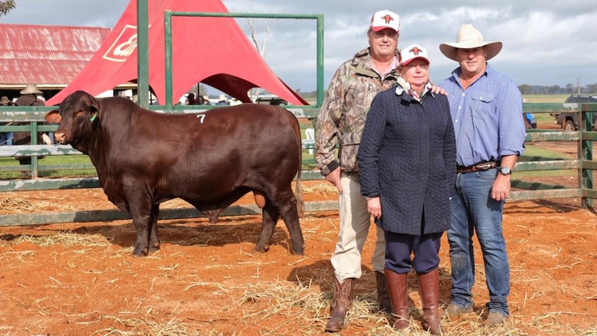 Sapi Jantan Australia Ini Harganya Sama dengan Mobil Mewah, Capai Rp 2,4 M