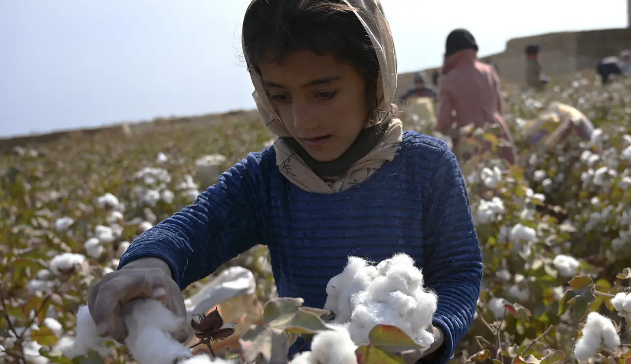 Seorang anak memanen kapas di ladang di Distrik Dawlatabad, provinsi Balkh (28/10/2021). Distrik Dawlatabad  adalah sebuah distrik yang terkurung daratan, yang terletak di bagian barat laut provinsi Balkh, di utara Afghanistan. (AFP/Wakil Kohsar)