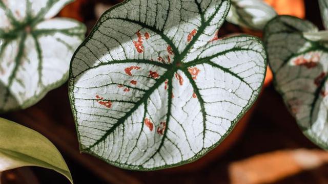 Ilustrasi caladium