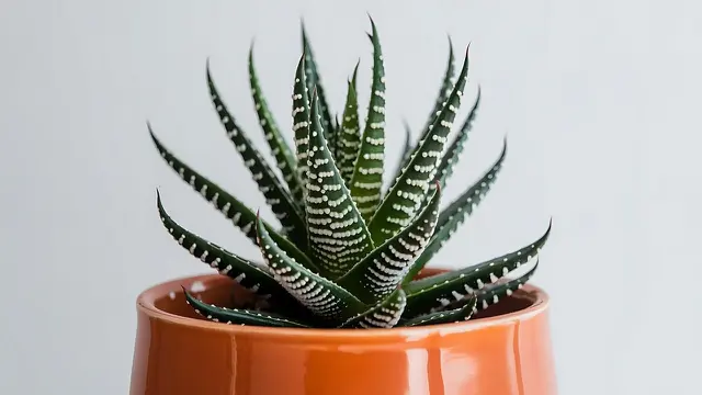 Haworthia