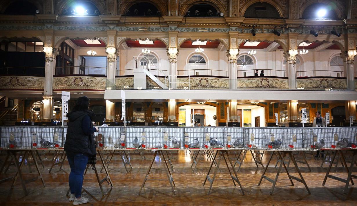 "British Homing World Show of the Year" adalah ajang pertemuan terbesar bagi para penggemar merpati. (Paul ELLIS/AFP)