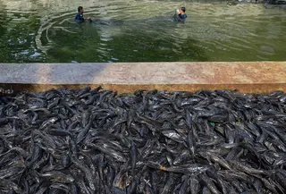 Petugas Sudin Ketahanan Pangan, Kelautan dan Pertanian Jakarta Selatan menangkap ikan sapu-sapu di kawasan Setu Babakan. (merdeka.com/Arie Basuki)