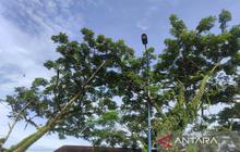 Pemkot Bengkulu Pasang 17 Lampu PJU Pasar Subuh, Tingkatkan Keamanan dan PAD