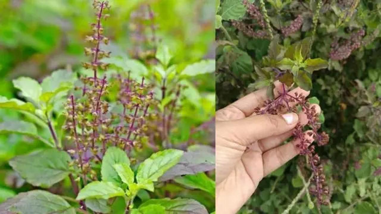 Tips Merebus Daun Tulsi untuk Kontrol Gula Darah hingga Cegah Penyebaran Kanker, Ikuti Caranya