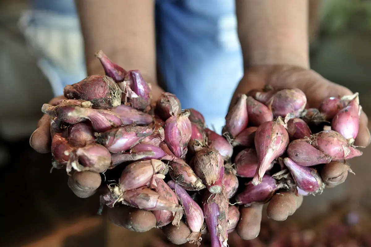 PSBB, Bawang Merah Merangkak Naik