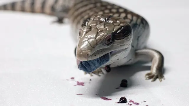 Kadal Lidah Biru