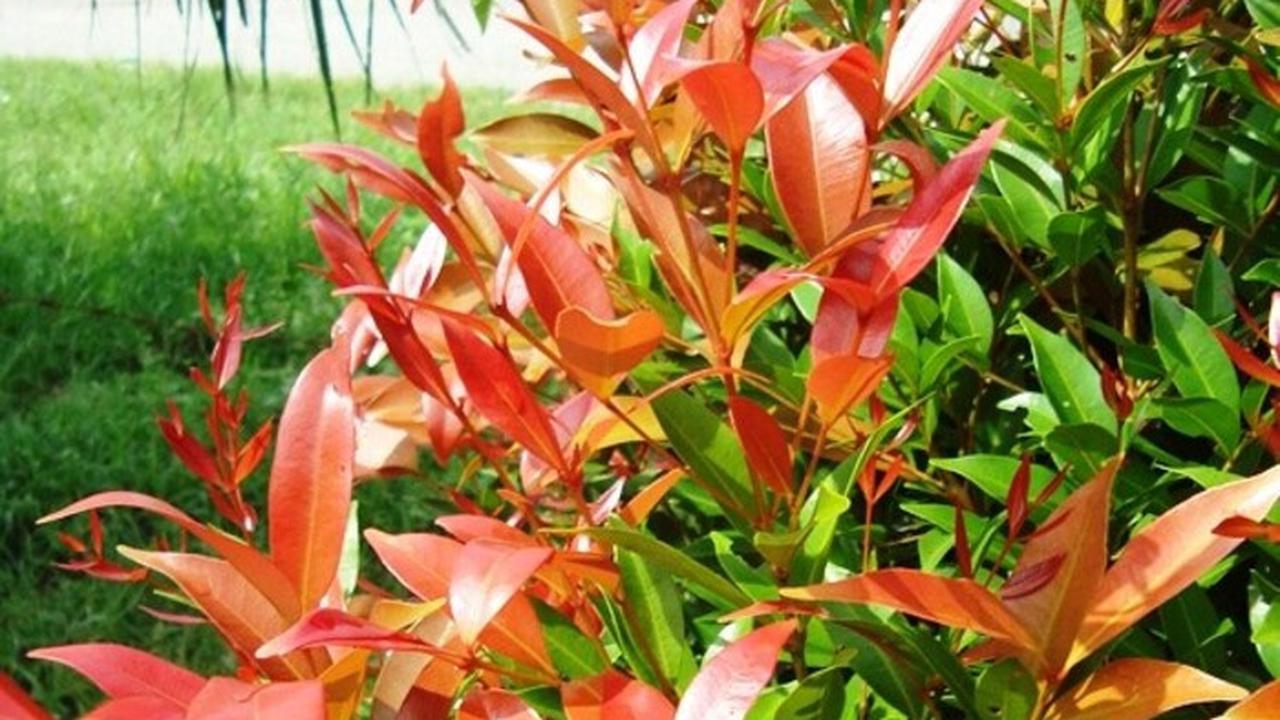 7 Tanaman Daun Merah yang Cocok untuk Teras Rumah, Bawa Energi Positif ...