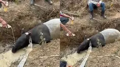 Tapir Terjebak di Parit Kebun Sawit Mesuji, Keluar dari Habitat Konservasi