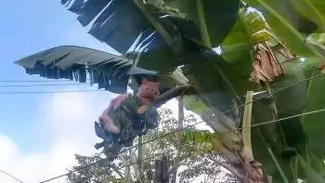 8 Cara Nyeleneh Amankan Buah dari Maling Ini Bikin Tepuk Jidat