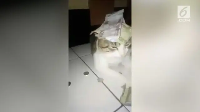 Warganet dihebohkan dengan munculnya sebuah video kucing yang diduga pelakor.