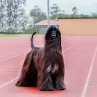 Seekor Afghan Hound Dijuluki Tercantik Di Dunia | foto : Boredpanda