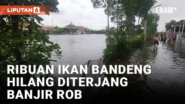 VIDEO: Banjir Rob Rendam Ratusan Hektar Tambak dan Rumah Penduduk