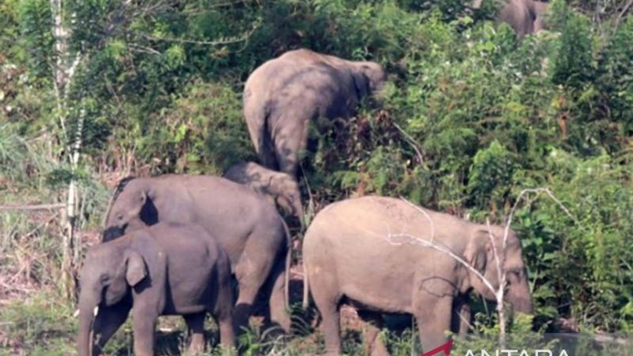 Petani Diserang Gajah Bener Meriah, Tewas Tragis Saat Berusaha Mengusir Satwa Liar