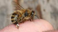 Ilustrasi lebah madu. (Wikimedia/Creative Commons)