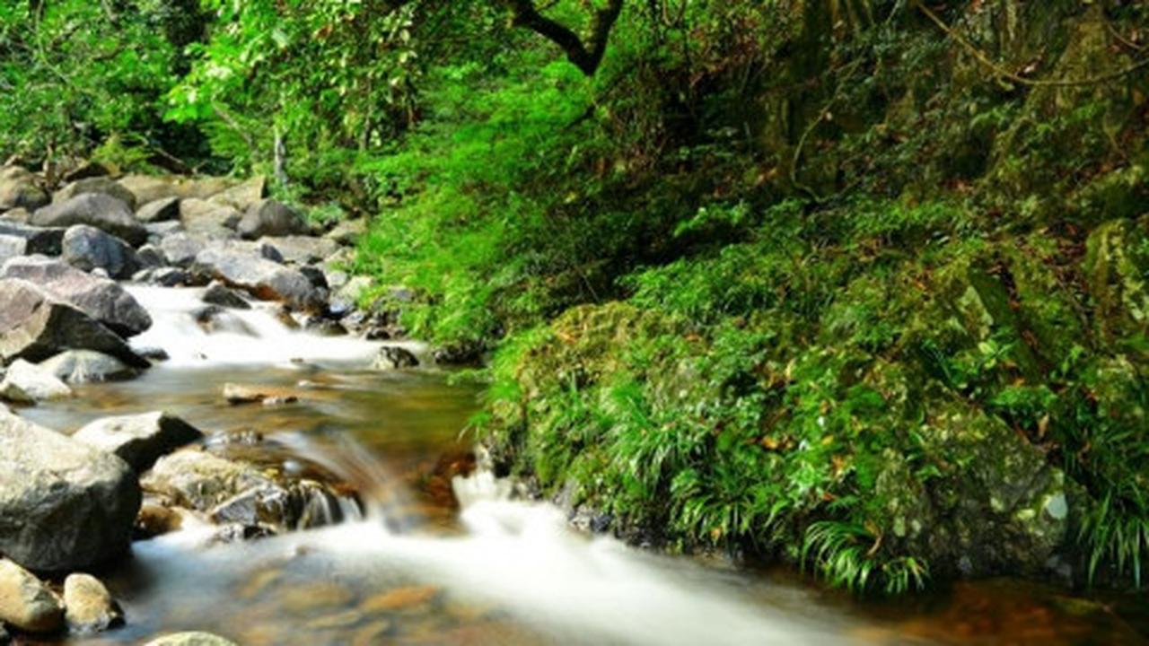 Pinggiran sungai atau danau