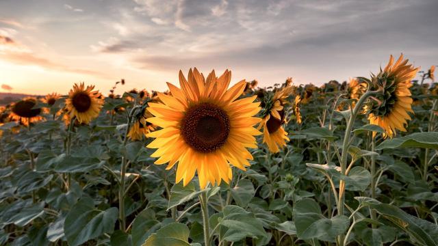 Ilustrasi Bunga Matahari