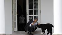 Dalam file foto 15 Maret 2012 ini, Presiden Barack Obama mengelus anjing keluarga bernama Bo, di luar Oval Office Gedung Putih di Washington. (AP Photo/Pablo Martinez Monsivais)
