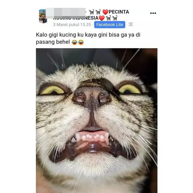 6 Status Facebook Orang Pelihara Kucing Ini Bikin Ngakak,