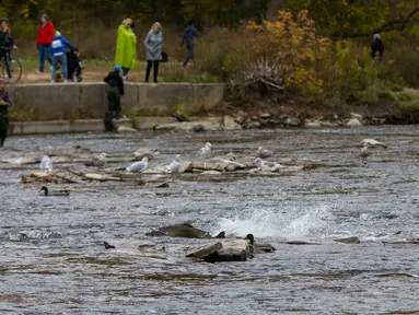 Warga menyaksikan sejumlah ikan salmon bermigrasi ke lokasi untuk bertelur di Sungai Humber di Toronto, Kanada, 18 Oktober 2020. Setiap musim gugur, ribuan ikan salmon di banyak sungai di Ontario berenang menuju ke hulu untuk bertelur, menarik perhatian warga juga para pemancing. (Xinhua/Zou Zheng)