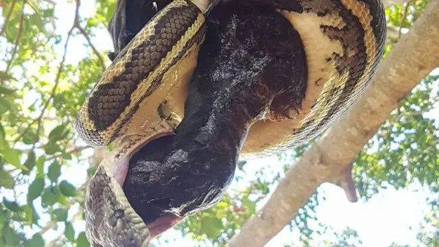 Pertarungan Sengit Ular Piton dan Kelelawar, Siapa Menang?
