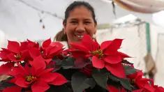 Produser Rosalva Cuaxospa berjalan di tengah pot poinsettia miliknya di rumah kaca di distrik San Luis Tlaxialtemalco di Mexico City, Kamis, 14 Desember 2023. Ikon Natal universal berasal dari Meksiko di mana poinsettia umumnya dikenal sebagai "la flor de Nochebuena" atau Bunga Malam Natal dan oleh beberapa orang disebut "cuetlaxochitl", sebagaimana disebut dalam bahasa Nahuatl. (AP Photo/Marco Ugarte)