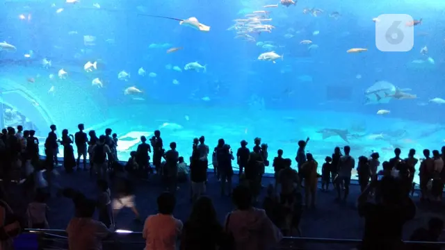 Okinawa Churaumi Aquarium