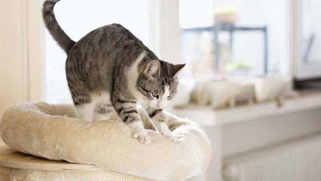 Bagian dari permainan