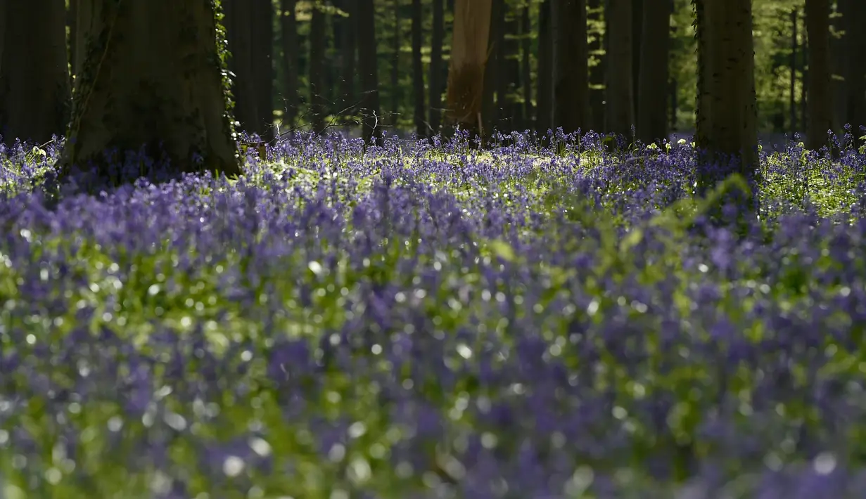 Bunga-bunga bluebell liar, yang mekar sekitar pertengahan April mengubah hutan menjadi hamparan biru seperti karpet di Hallerbos, juga dikenal sebagai "Hutan Biru", dekat kota Halle, Belgia, Rabu (15/4/2020). Tahun ini keindahan hamparan bunga itu ditutup karena pandemi Covid-19. (JOHN THYS/AFP)