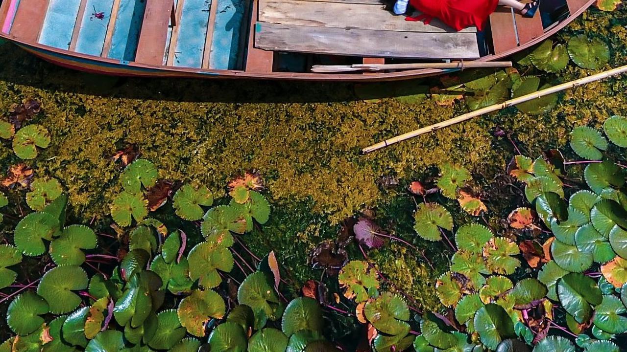 2. Biofuel dari Eceng Gondok<br>“Eceng gondok, sumber potensial untuk energi terbarukan.”
