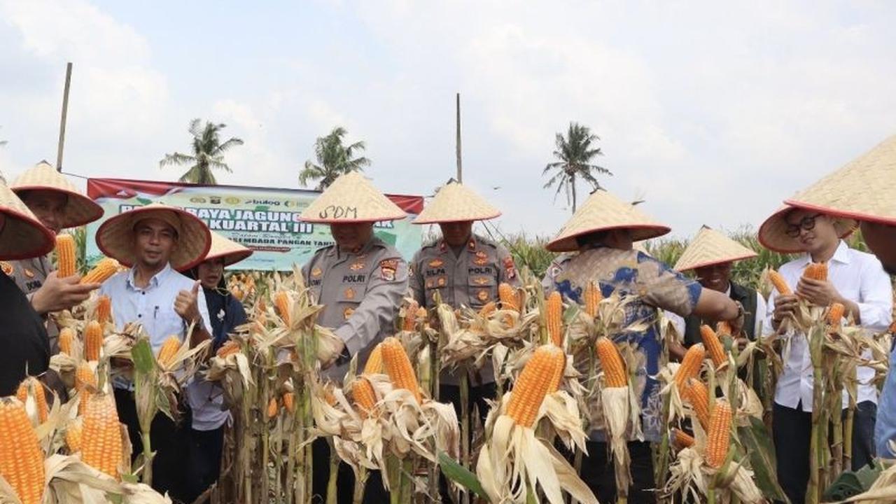 Tahukah Anda? Polres Lamsel Dukung Ketahanan Pangan Lewat Panen Raya Jagung Seluas 1.788 Hektare