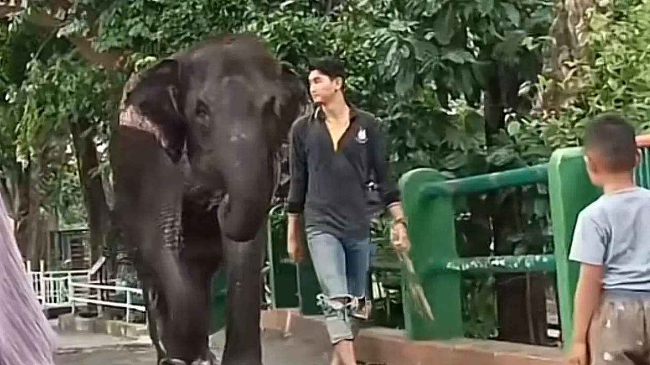 Mas Bagus Pawang gajah di Kebun Binatang Surabaya @dirby.hijab354