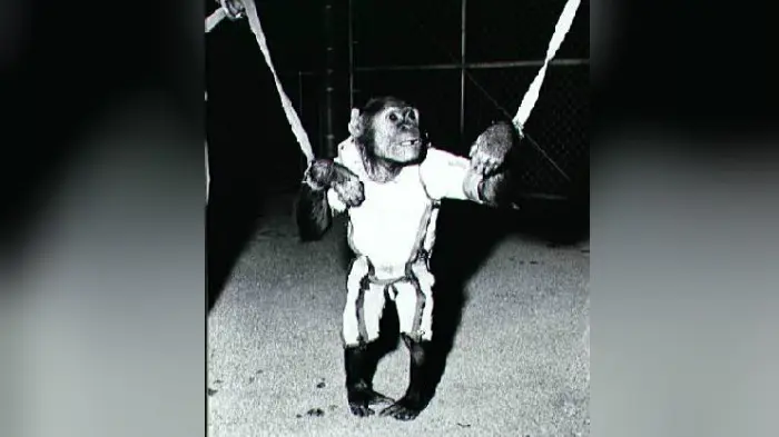 Simpanse bernama Enos mengenakan pakaian astronot (NASA)