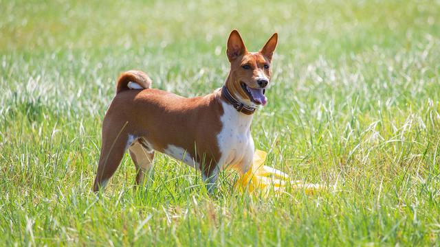 Basenji