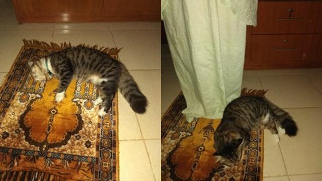 6 Potret Lucu Kucing Temani Salat Tarawih, Bikin Gemas
