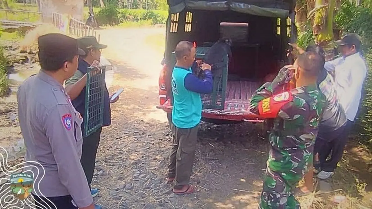 Kementerian Kehutanan melalui Balai Besar Konservasi Sumber Daya Alam (BBKSDA) Jawa Timur mengevakuasi seekor Lutung Jawa