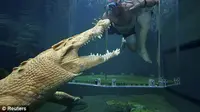 Uji adrenalin Anda dengan berenang bersama buaya di Crocosaurus Cove. (Foto: Dailymail)