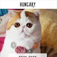 Sebutan untuk kucing di berbagai negara  